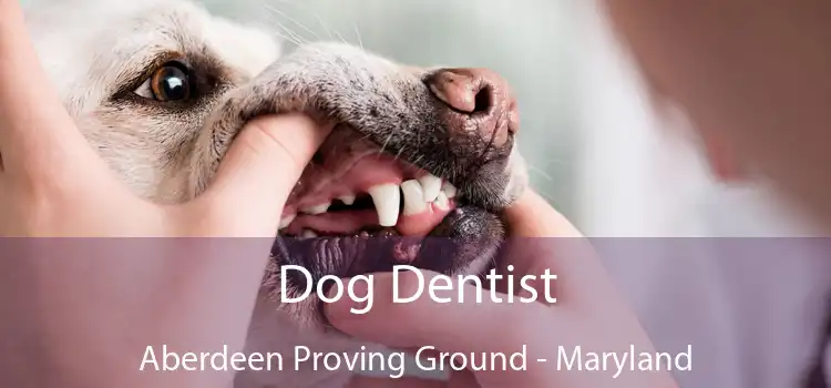 Dog Dentist Aberdeen Proving Ground - Maryland