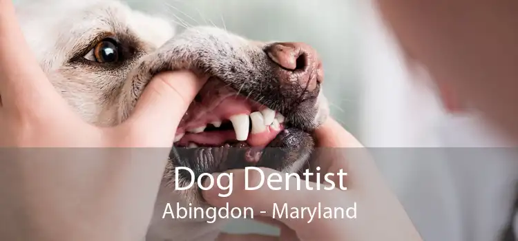 Dog Dentist Abingdon - Maryland