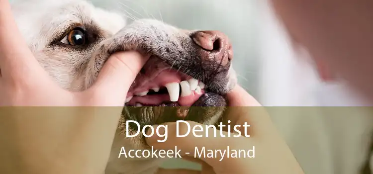 Dog Dentist Accokeek - Maryland