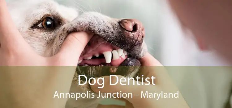 Dog Dentist Annapolis Junction - Maryland