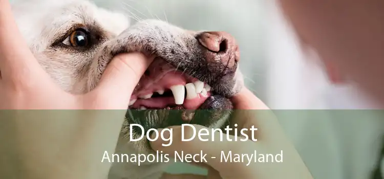 Dog Dentist Annapolis Neck - Maryland