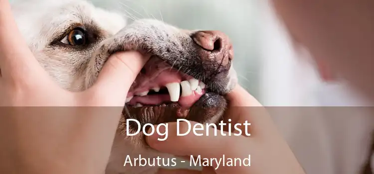 Dog Dentist Arbutus - Maryland