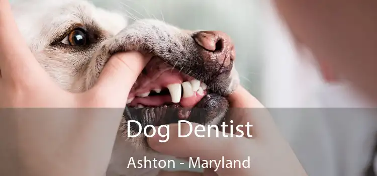 Dog Dentist Ashton - Maryland