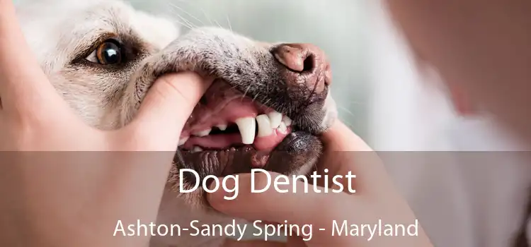 Dog Dentist Ashton-Sandy Spring - Maryland