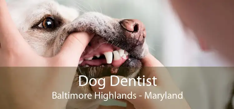 Dog Dentist Baltimore Highlands - Maryland