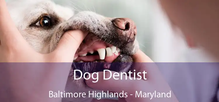 Dog Dentist Baltimore Highlands - Maryland