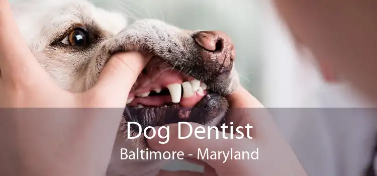 Dog Dentist Baltimore - Maryland
