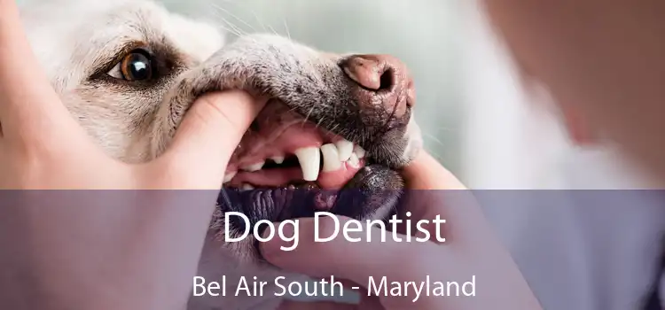 Dog Dentist Bel Air South - Maryland