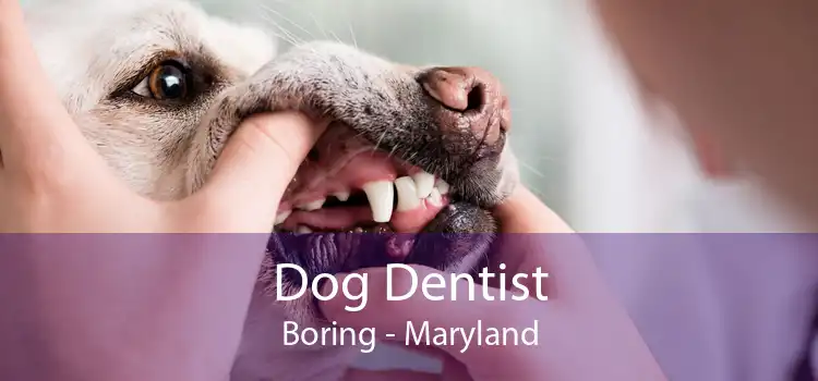 Dog Dentist Boring - Maryland