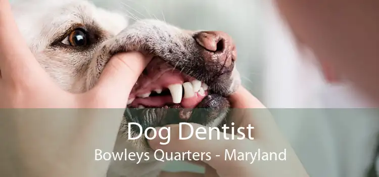 Dog Dentist Bowleys Quarters - Maryland