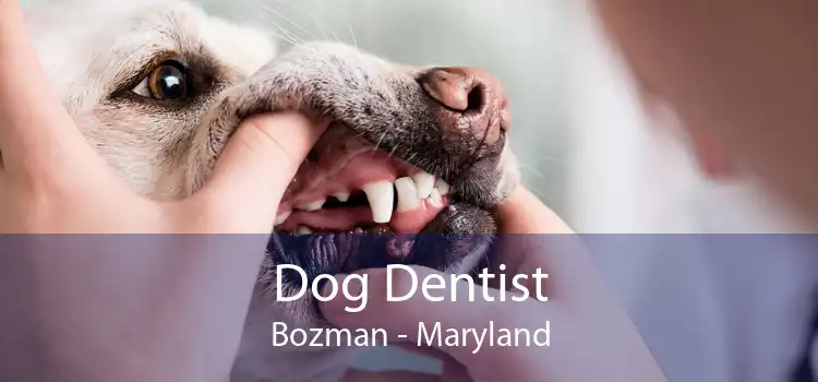 Dog Dentist Bozman - Maryland