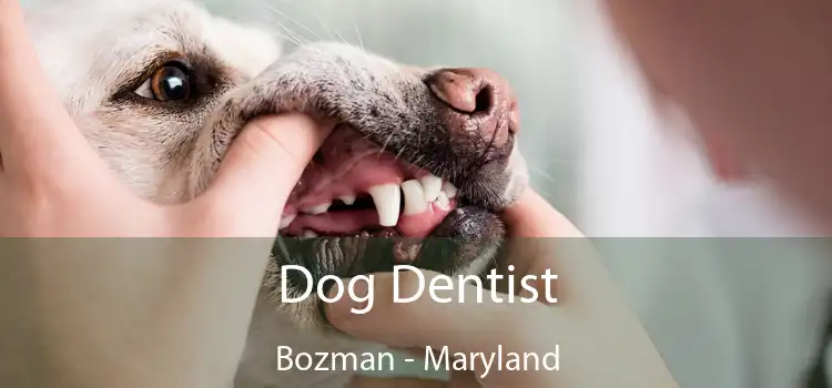 Dog Dentist Bozman - Maryland