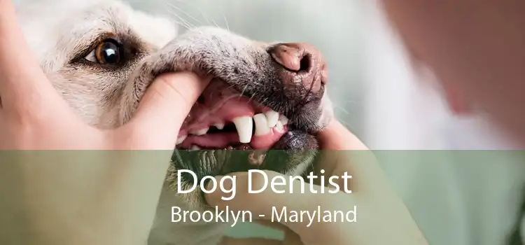 Dog Dentist Brooklyn - Maryland