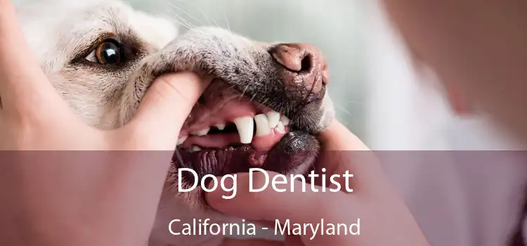 Dog Dentist California - Maryland