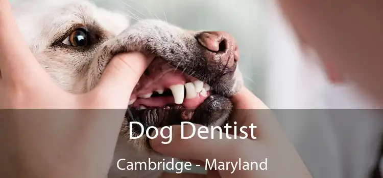 Dog Dentist Cambridge - Maryland