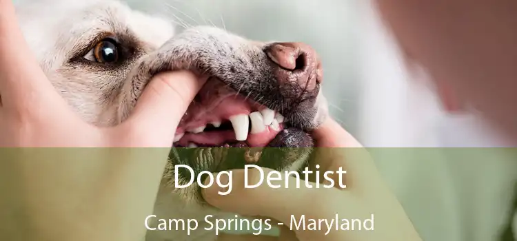 Dog Dentist Camp Springs - Maryland