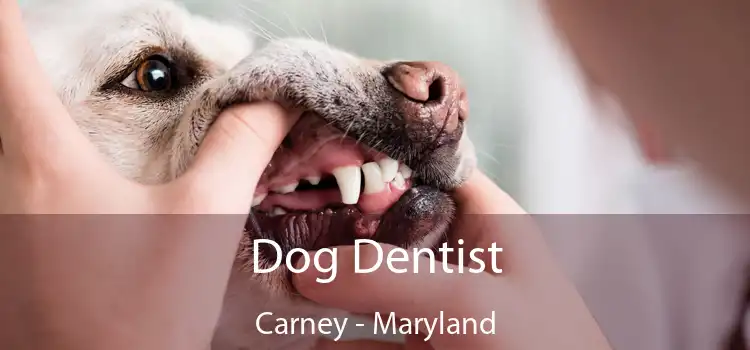 Dog Dentist Carney - Maryland