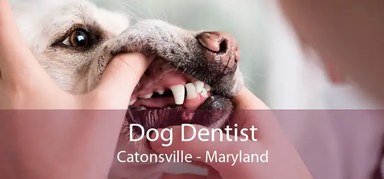 Dog Dentist Catonsville - Maryland