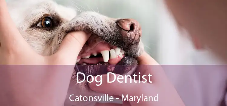 Dog Dentist Catonsville - Maryland
