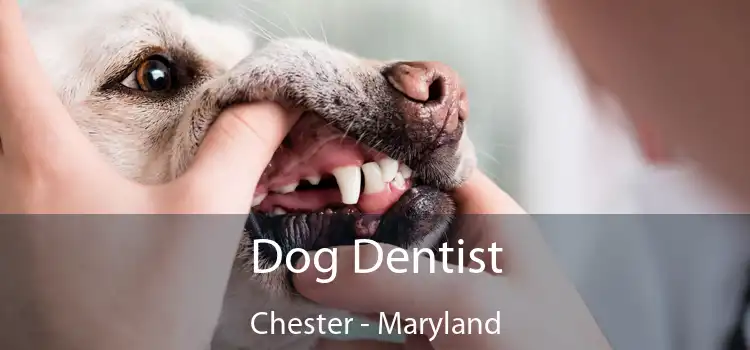 Dog Dentist Chester - Maryland