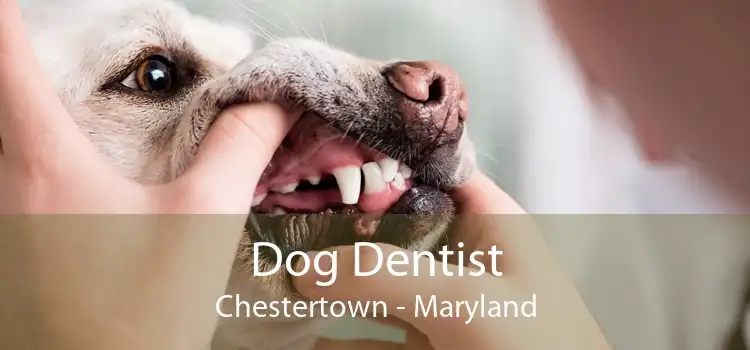 Dog Dentist Chestertown - Maryland