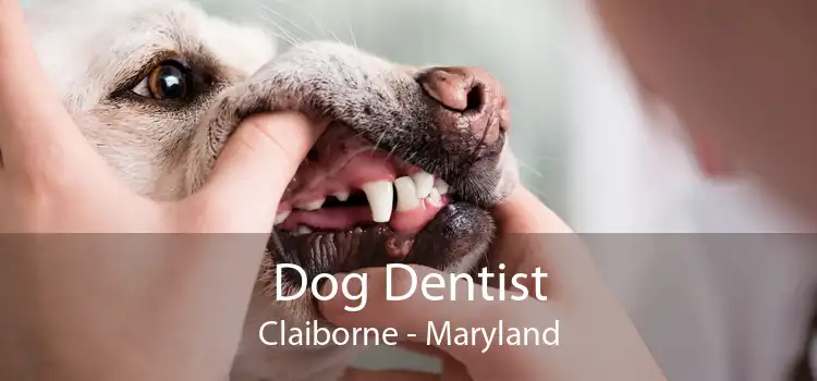 Dog Dentist Claiborne - Maryland