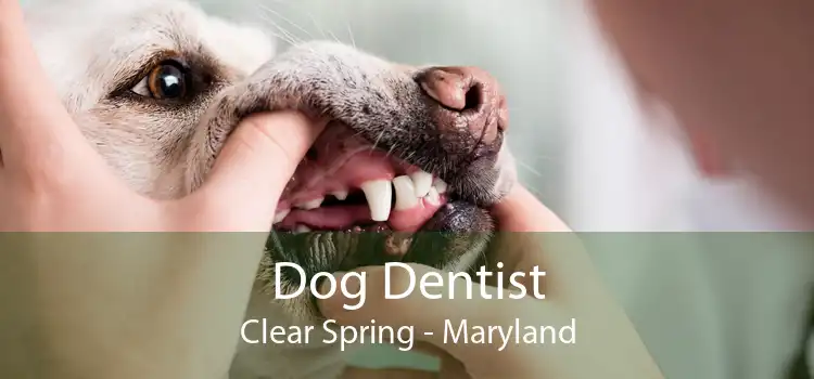 Dog Dentist Clear Spring - Maryland