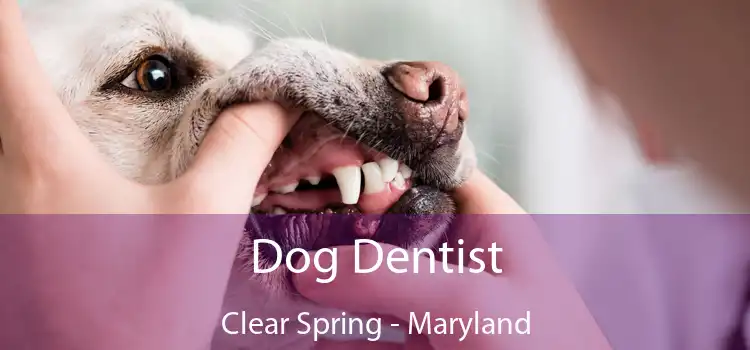 Dog Dentist Clear Spring - Maryland