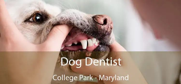 Dog Dentist College Park - Maryland