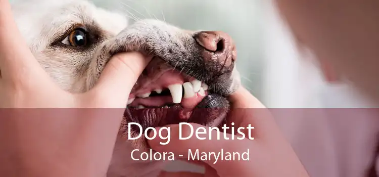 Dog Dentist Colora - Maryland