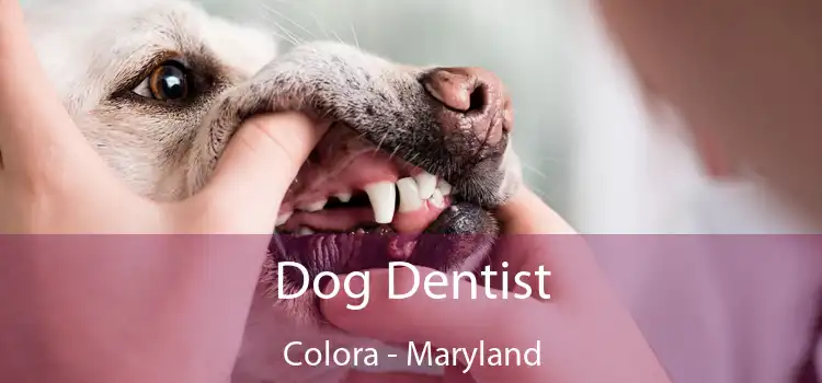 Dog Dentist Colora - Maryland