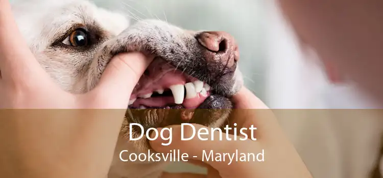 Dog Dentist Cooksville - Maryland