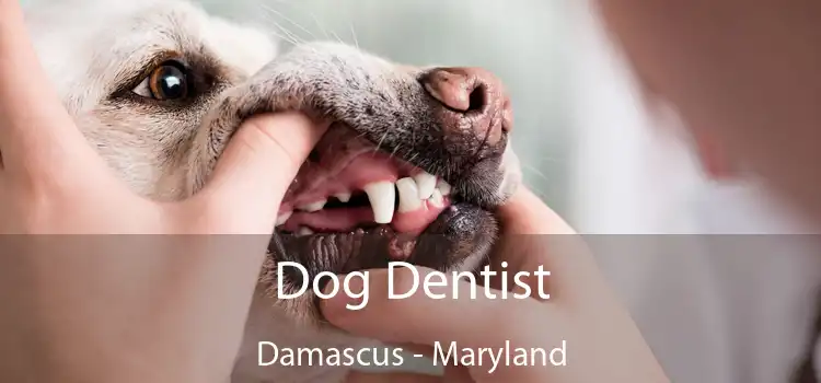 Dog Dentist Damascus - Maryland