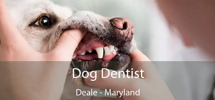 Dog Dentist Deale - Maryland