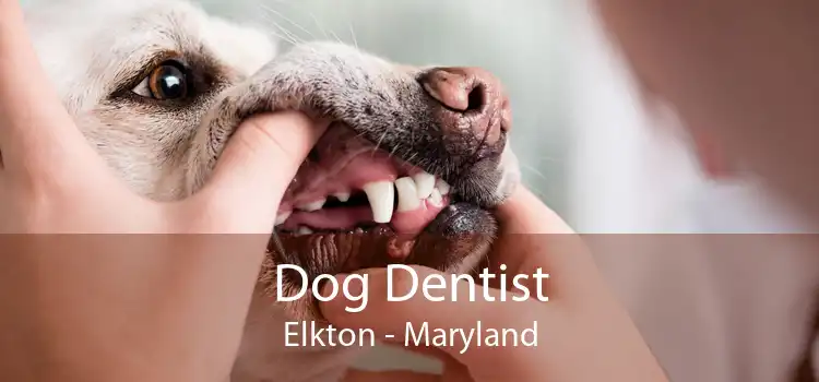 Dog Dentist Elkton - Maryland