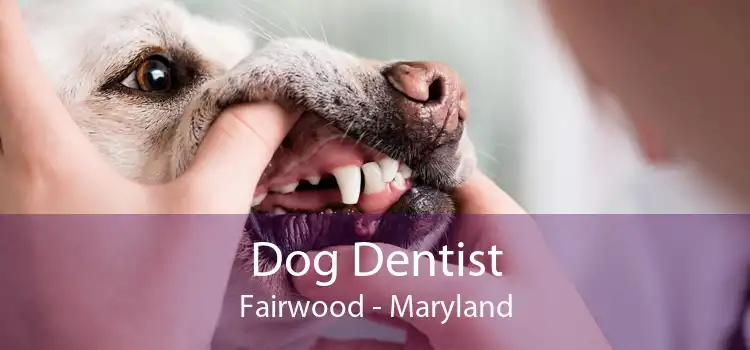 Dog Dentist Fairwood - Maryland