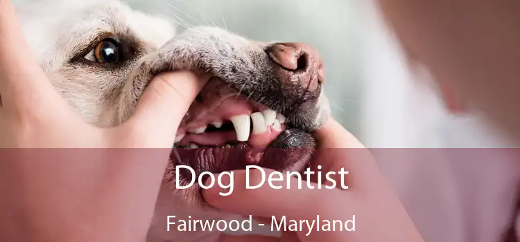 Dog Dentist Fairwood - Maryland