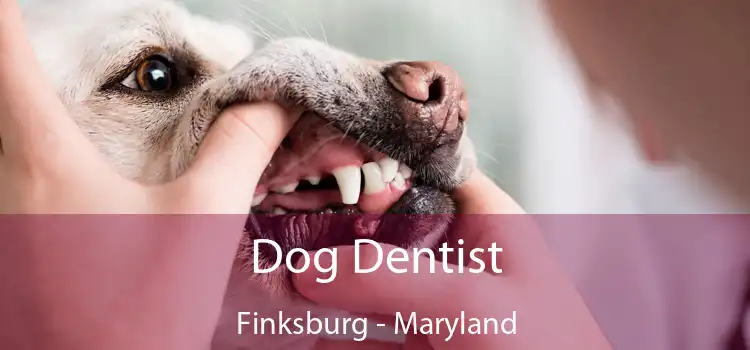 Dog Dentist Finksburg - Maryland