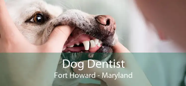 Dog Dentist Fort Howard - Maryland
