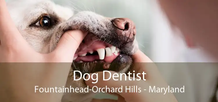 Dog Dentist Fountainhead-Orchard Hills - Maryland