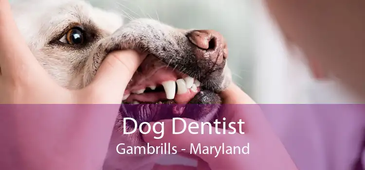 Dog Dentist Gambrills - Maryland