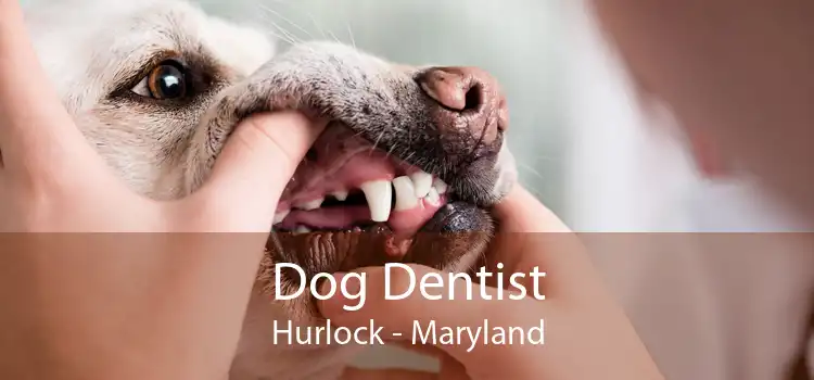 Dog Dentist Hurlock - Maryland