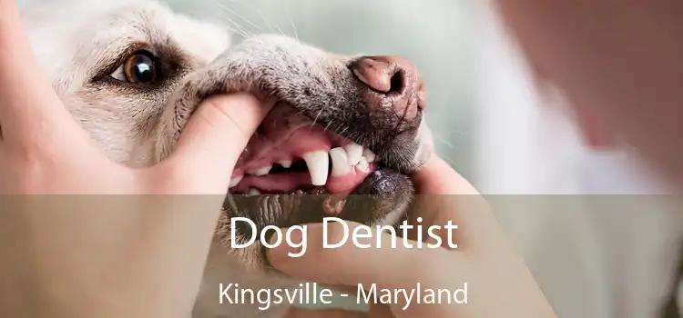 Dog Dentist Kingsville - Maryland