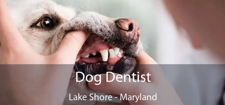 Dog Dentist Lake Shore - Maryland