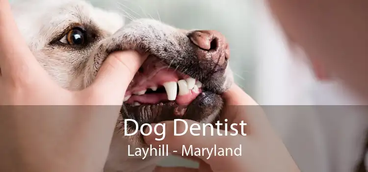 Dog Dentist Layhill - Maryland