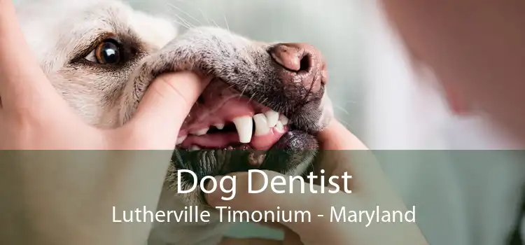 Dog Dentist Lutherville Timonium - Maryland