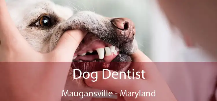 Dog Dentist Maugansville - Maryland