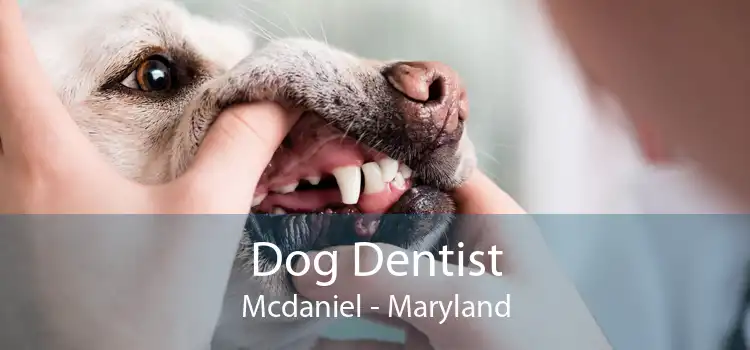 Dog Dentist Mcdaniel - Maryland