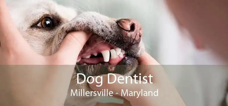 Dog Dentist Millersville - Maryland