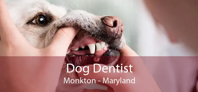 Dog Dentist Monkton - Maryland